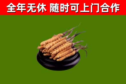 汤原烟酒回收冬虫夏草.jpg